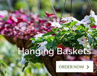 Promo_HangingBaskets