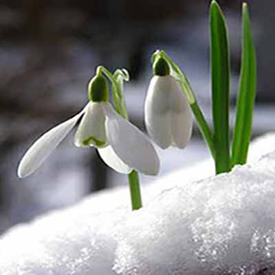 Snowdrop