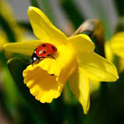 Daffodil ladybug