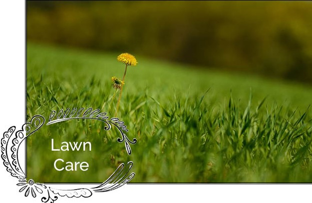 Lawn Care Blog Article