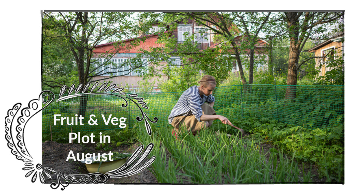 August Veg Plot