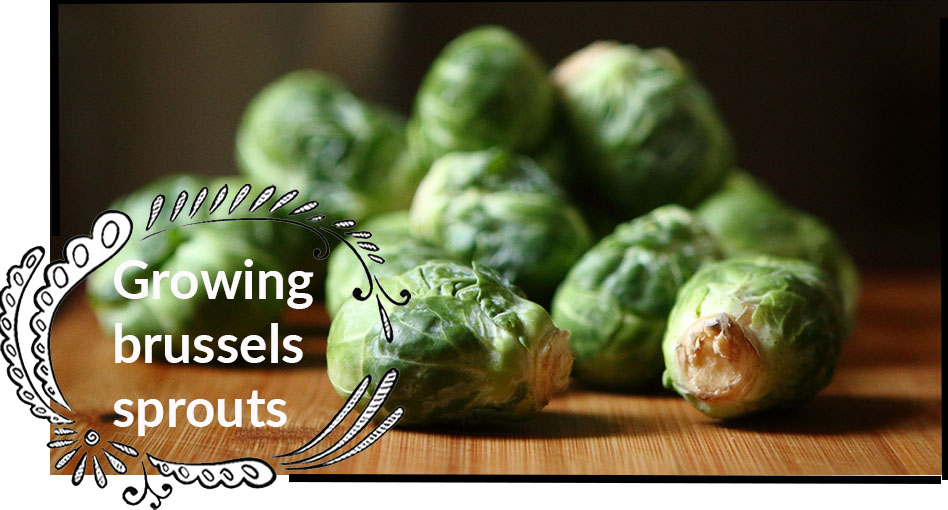Growing Brussel Sprouts
