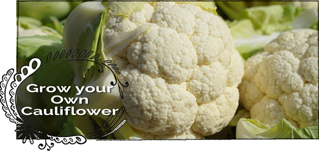 Grow your own Cauliflower