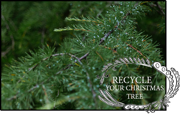 Recycle Your Christmas Tree