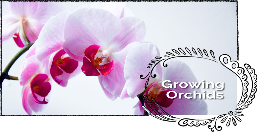 Growing Orchids