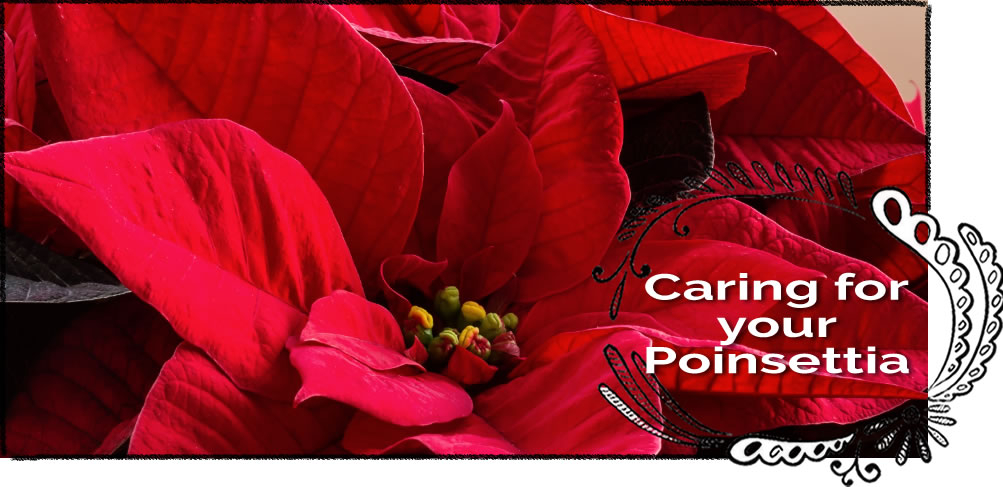 Caring for Your Poinsettias