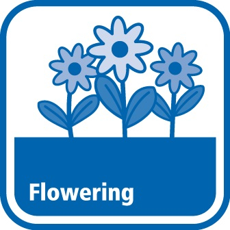 Flowering