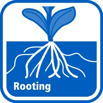 Rooting