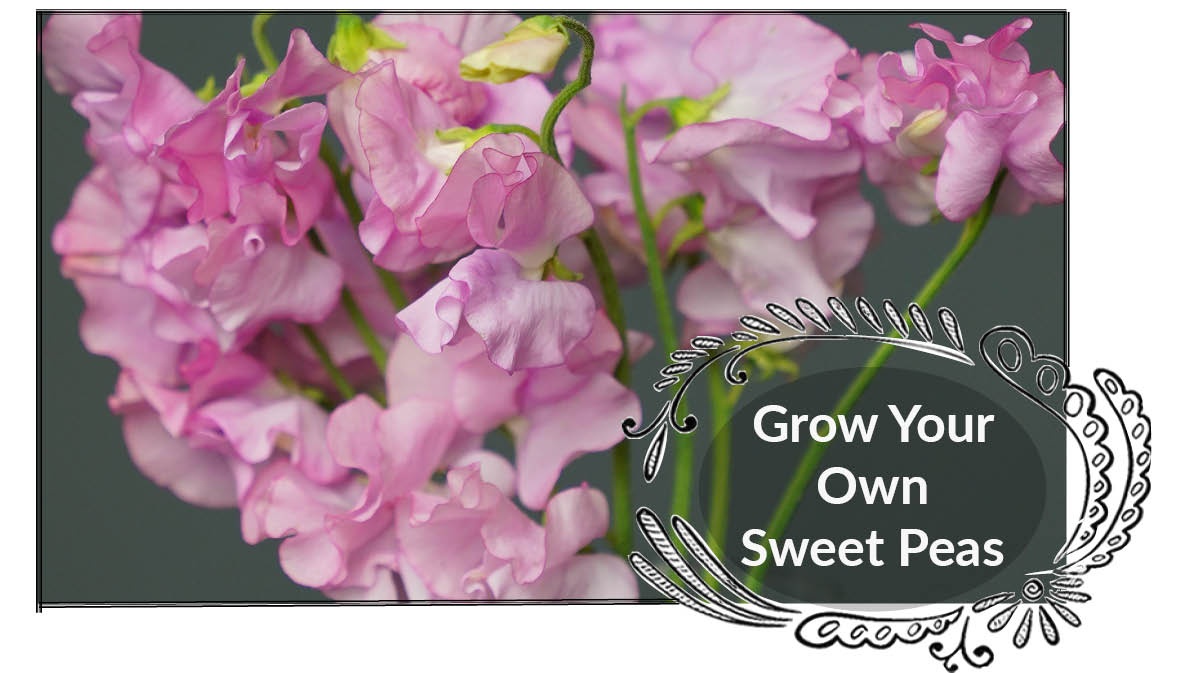 growing sweetpeas