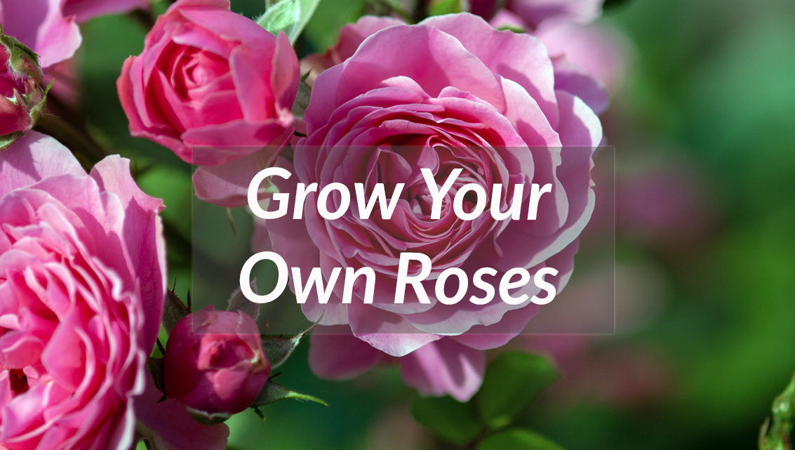 grow your own rses