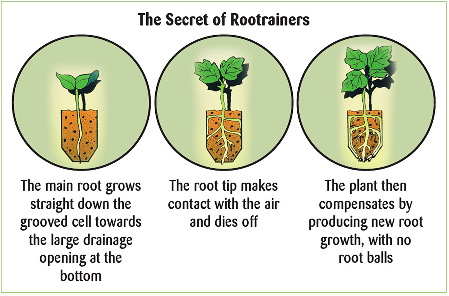 The Secret of Root Trainers