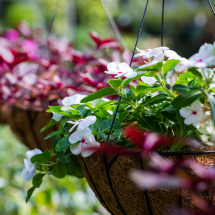 Planters & Baskets Planters & Baskets