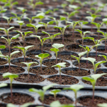 Pots & Trays Pots & Trays