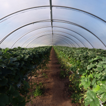 Fabrics & Polythenes Fabrics & Polythenes