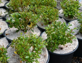 Yulgro Round Pot Toppers Yulgro Round Pot Toppers