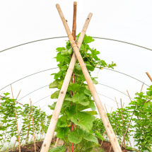 Plant Support & Protection Plant Support & Protection