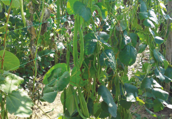 Gladiator Support Netting Gladiator Support Netting