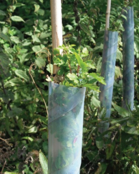 Biodegradable Spiral Tree Guards