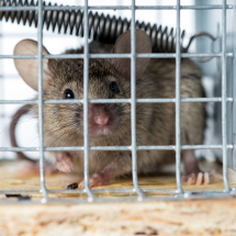 Pest Control Pest Control