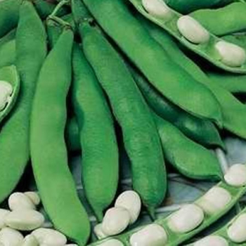Broad Bean Seed Imperial Green Long Pod