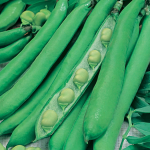 Broad Bean Seed Masterpiece Green Longpod