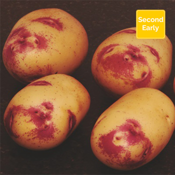 Kestrel Seed Potatoes