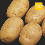 Maris Peer Seed Potatoes