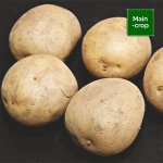 Cara Seed Potatoes
