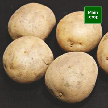 Harmony Seed Potatoes