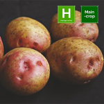 King Edward Seed Potatoes