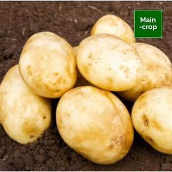 Pentland Dell Seed Potatoes