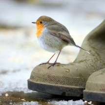 Wild Bird Care Wild Bird Care