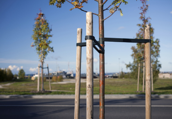 Tree Stakes - Machine Rounded