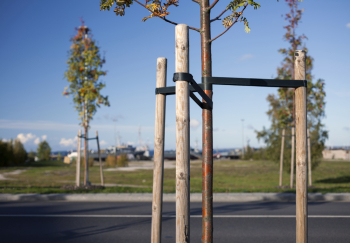 Tree Stakes - Machine Rounded Tree Stakes - Machine Rounded