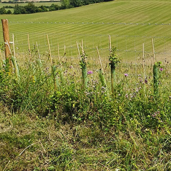 Biodegradable Spiral Tree Guards Biodegradable Spiral Tree Guards
