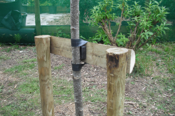 Black Tree Strapping Black Tree Strapping