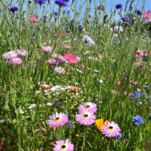 Carnival Wildflower Seed Mix