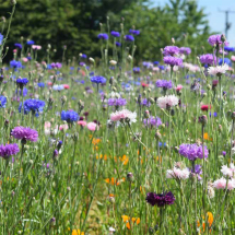 Floral Carpet Wildflower Seed Mix