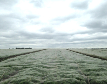 GRO-NET for Aphids & Flea Beetle GRO-NET for Aphids & Flea Beetle