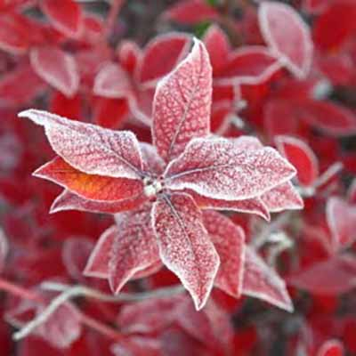 frosty leaf