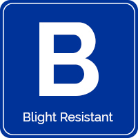Blight resistant
