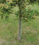 Spiral Tree Guards 60cm Clear - 50mm wide