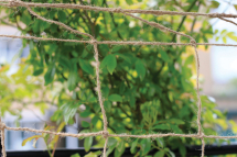 Jute Support Netting Jute Support Netting