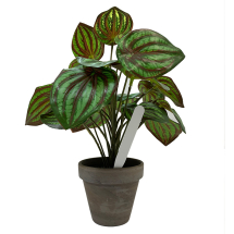 Pot Labels 10cm - White Pot Labels 10cm - White