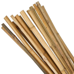 Canes 8ft (50/55)