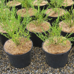 Engrow Pot Topper 5L