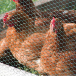 PVC Coated Wire Netting (25mm) 0.5m x 10m