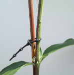 Super Soft Adjustable Shrub Tie - 13cm