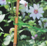 Single Adjustable Plant Tie - 12.5cm
