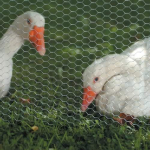 Galvanised Wire Netting 1.05 x 50m (Rabbit Netting)